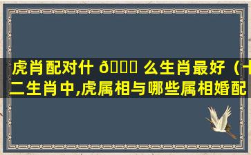 虎肖配对什 🕊 么生肖最好（十二生肖中,虎属相与哪些属相婚配率最高）